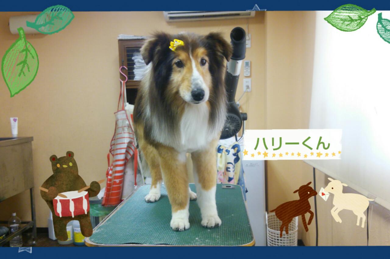 ハリーくん