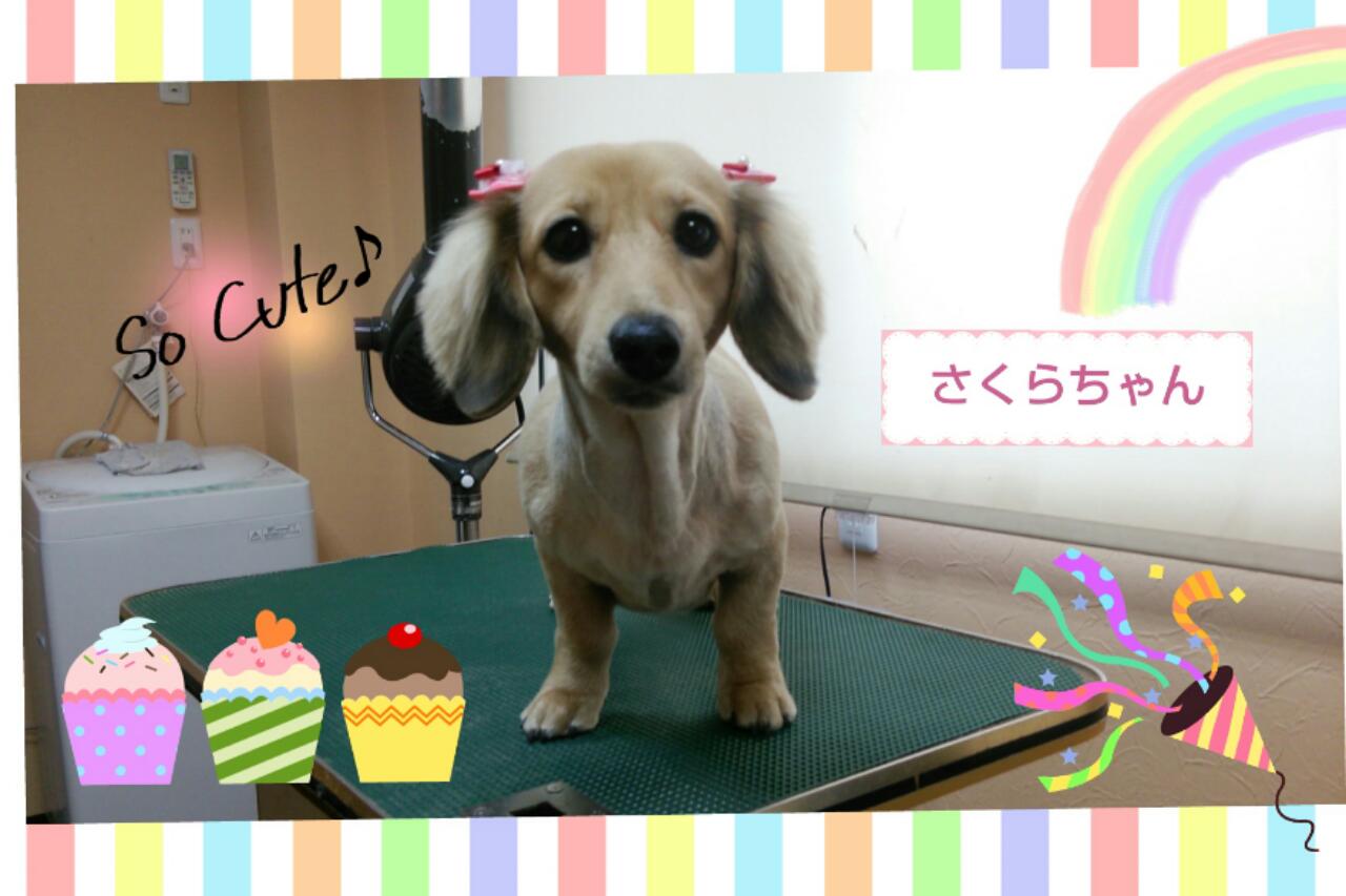 さくらちゃん