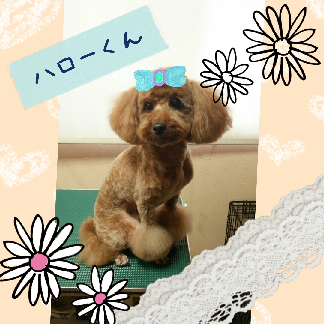 トイプードルのハローくんです！