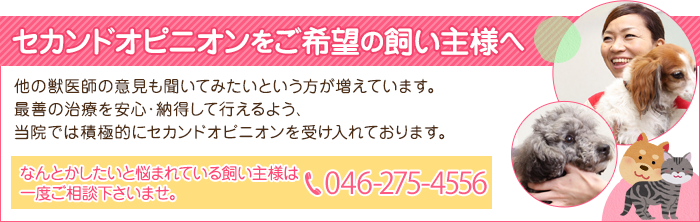 セカンドオピニオンをご希望の飼い主様へ