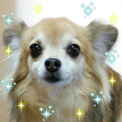 トリミング