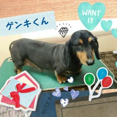 トリミング