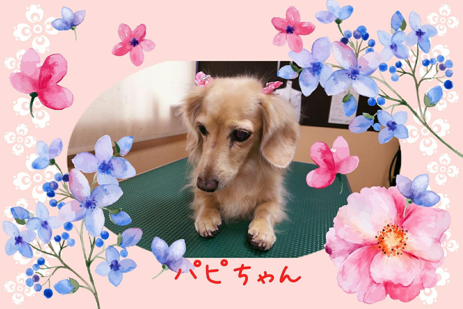 パピちゃん