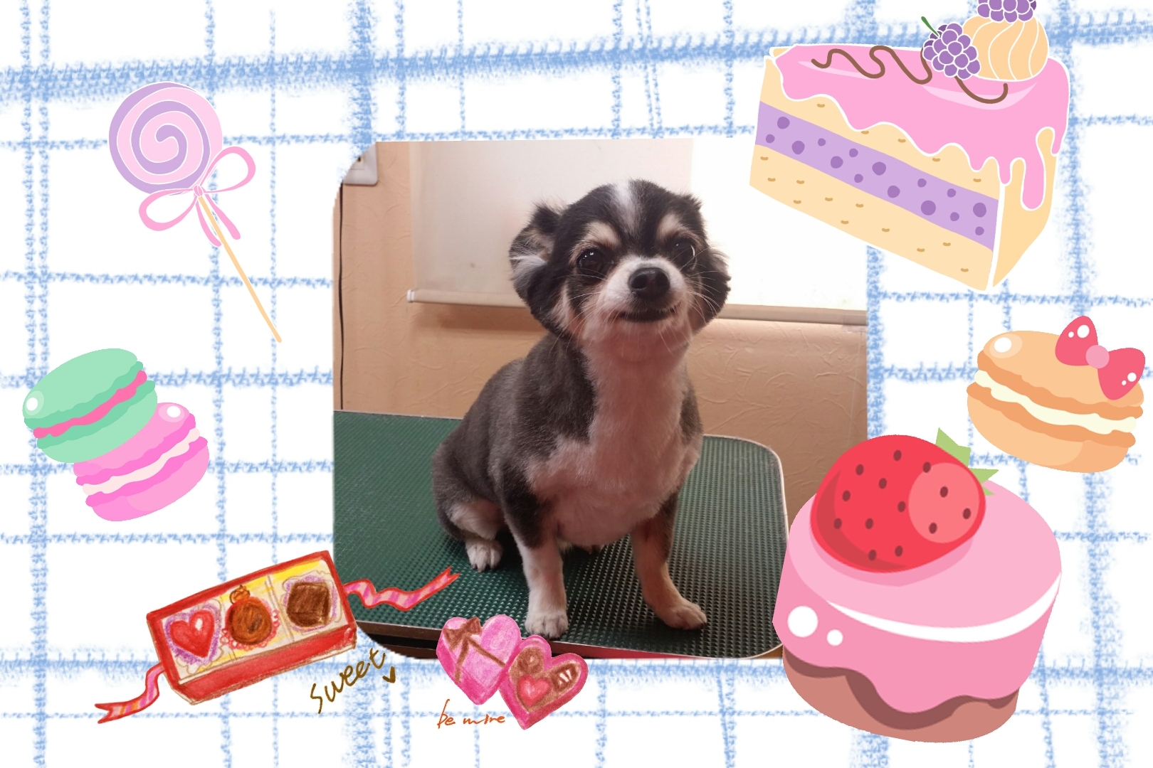 チッチくん