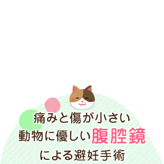 痛みと傷が小さい動物に優しい腹腔鏡による避妊手術